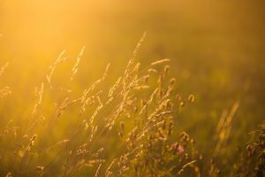 Kornfeld im Sonnenlicht